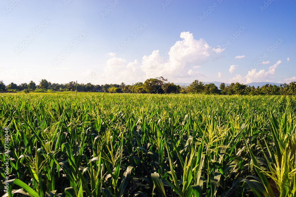green corn field under blue sky in summer. green corn field under blue sky in summer.