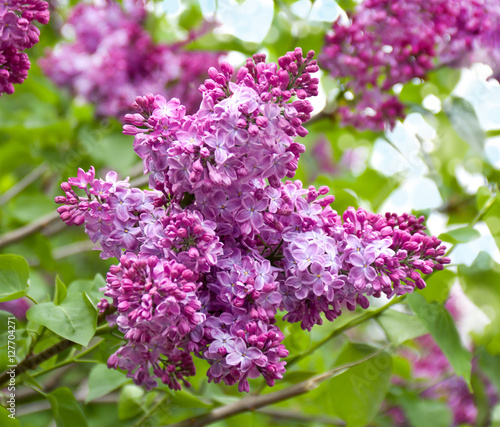 Branch of a lilac flowers in garden