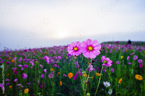 beautiful cosmos field with sky and cloud. pink cosmos flower with sky. © milkchocolate