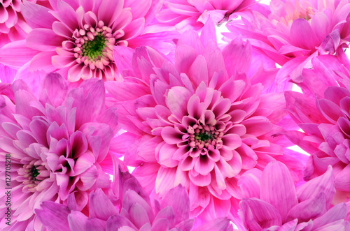 Details of pink flower for background or texture