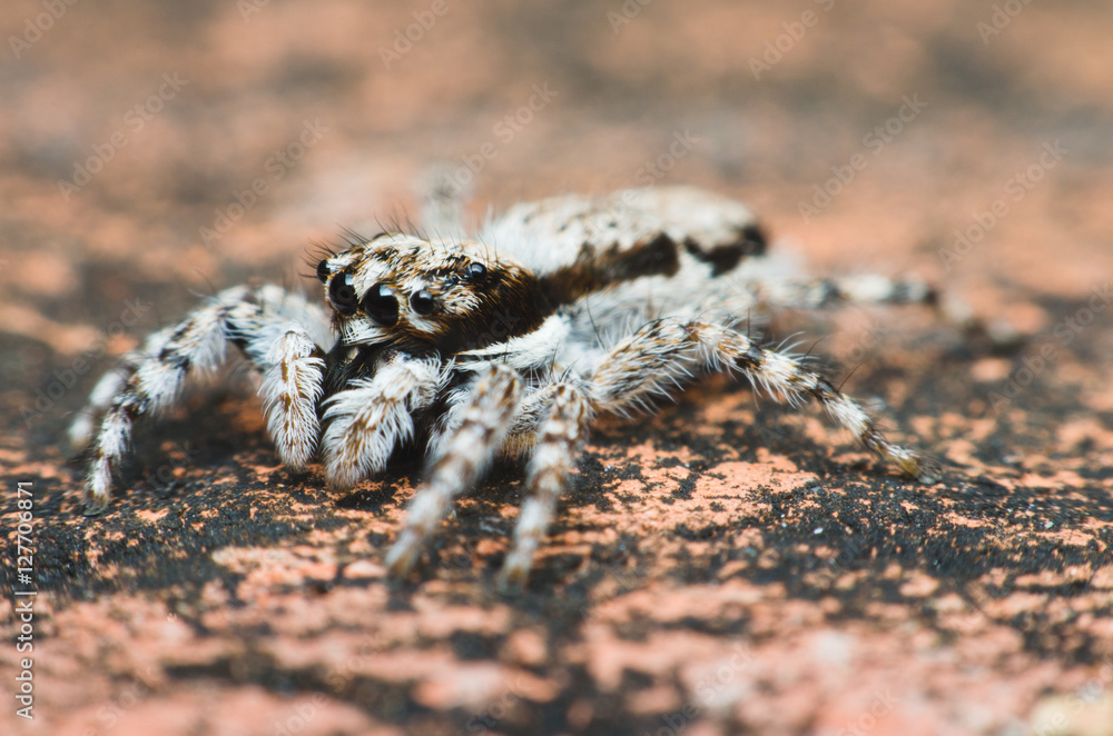 jumping spider on dirty red brick wall jumping spider on dirty red brick wall