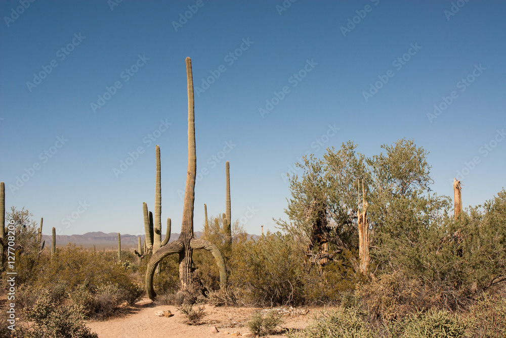 Arizona Saguaro Cactus
