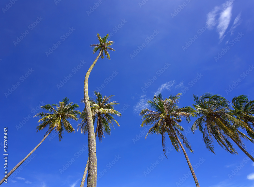 Fototapeta premium Beautiful coconut palm trees perspective view