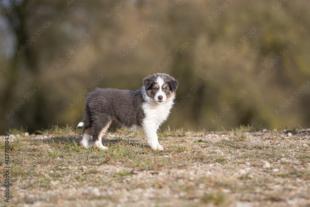 Spielender Border Collie Welpe