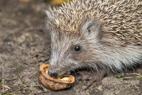 Hedgehog eats walnut
