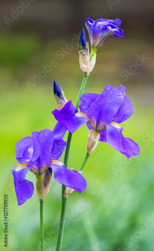 Fototapeta Naklejka Na Ścianę i Meble -  Iris flowers in the graden background.