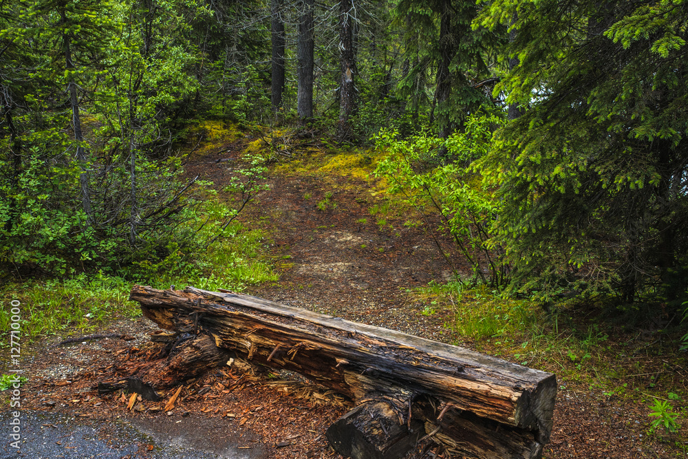 Fototapeta premium lonely bench in the forest