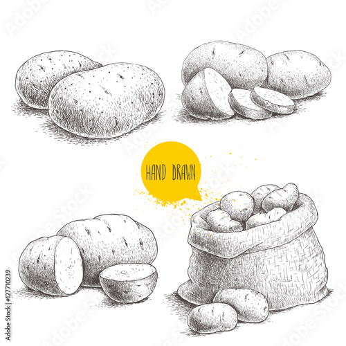 Tela Hand drawn sketch style set illustration of ripe potatoes