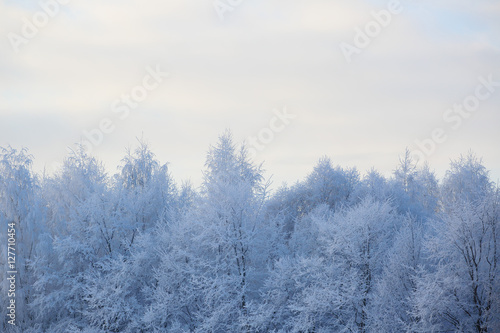 Beautiful winter forest © destillat