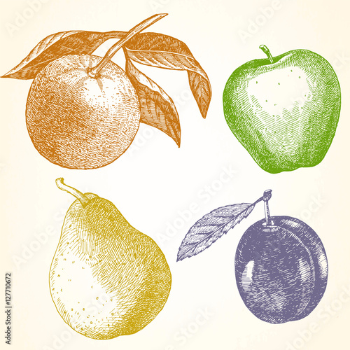 Hand drawn set of Fruits with Orange, Apple, Pear and Plum.