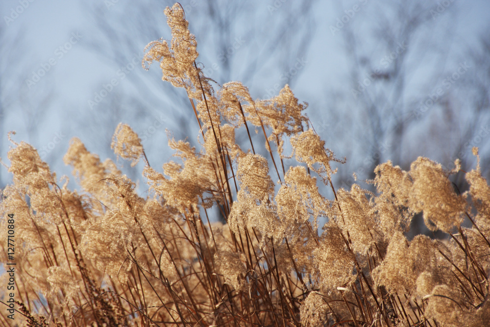 Fototapeta premium Dry grass flowers plant, meadow winter background.