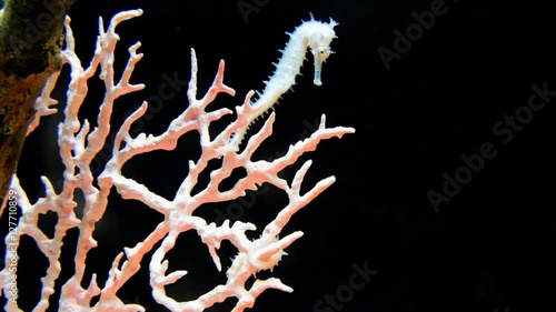 seahorse swimming Underwater photo