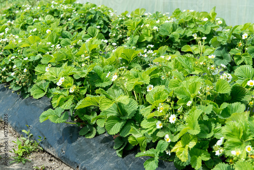 The image of green bushes of a strawberry. Planting strawberry bushes technology in agriculture.
