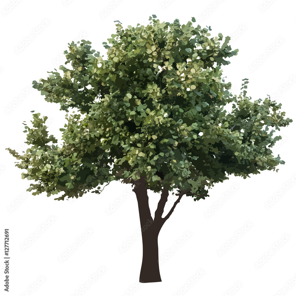 Tree with leaves on white background vector