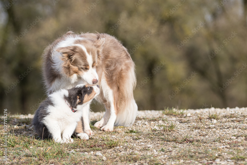 Erwachsener Border Collie und Welpe Erwachsener Border Collie und Welpe