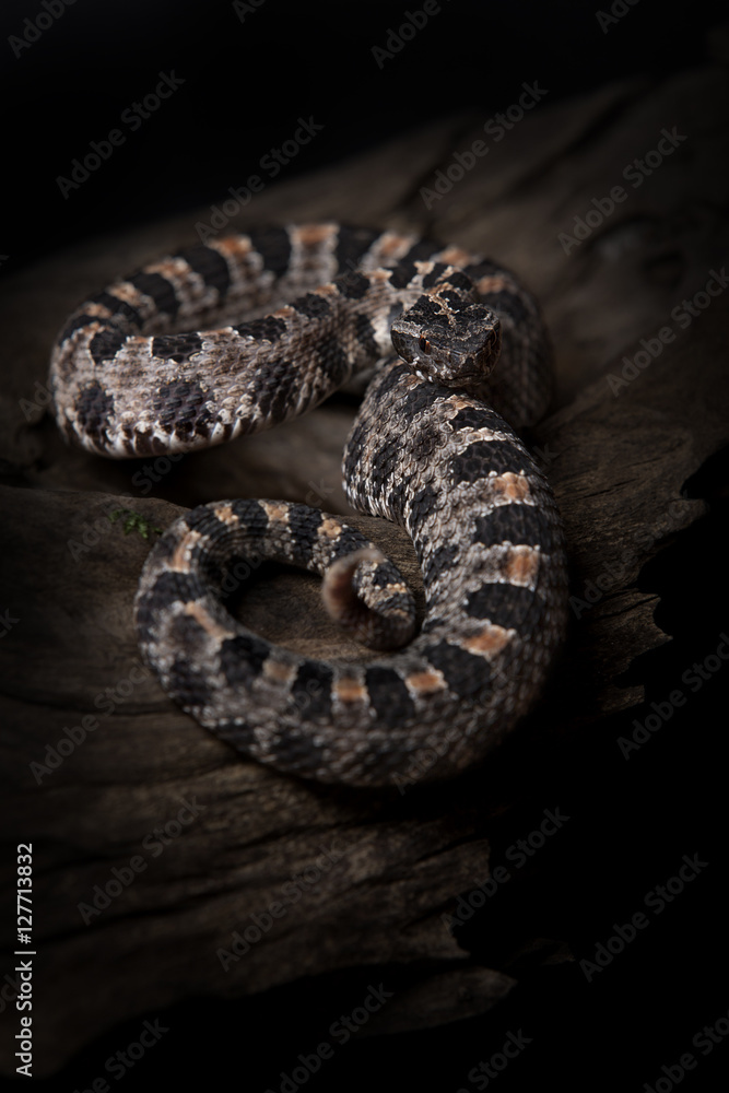 Rattlesnake. Rattlesnake.