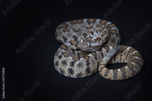 Wallpaper Mural Rattlesnake. Torontodigital.ca