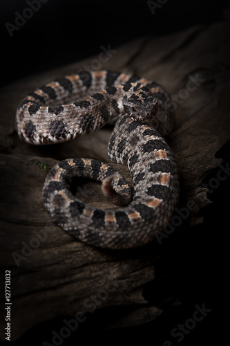 Photos Rattlesnake.