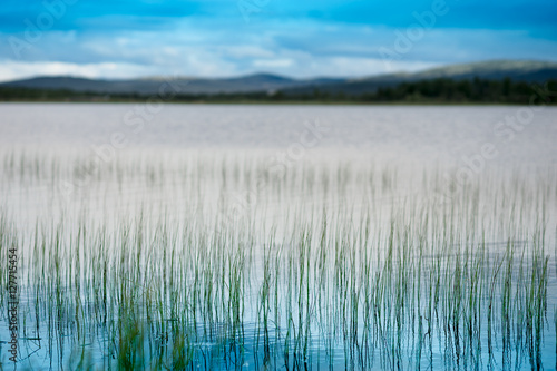 Grass blades in Norway lake landscape background