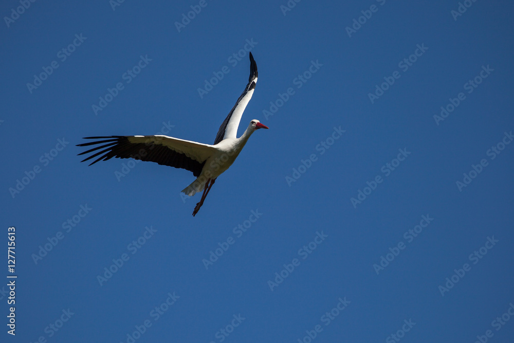 Storch im Anflug