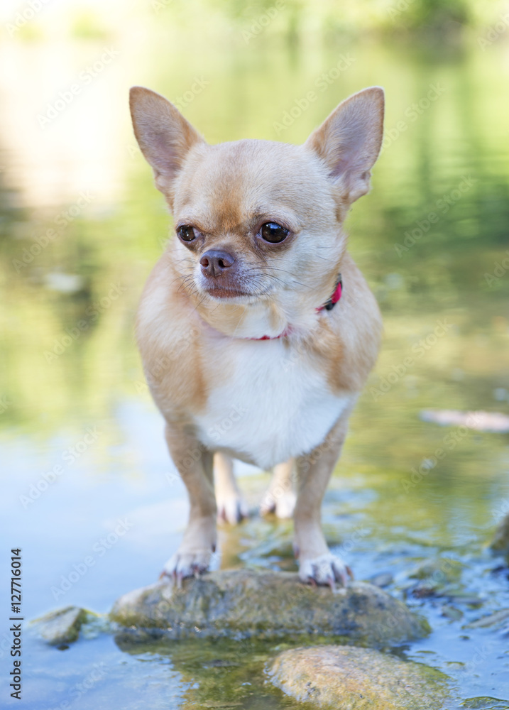 Obraz premium chihuahua in river