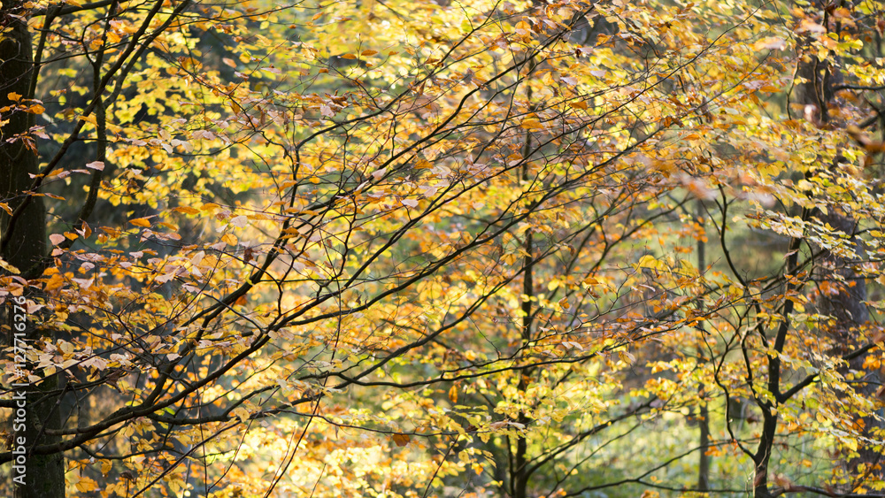 Herbstwald Herbstwald