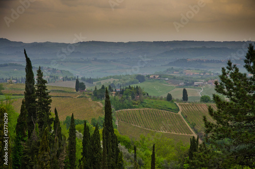 Tuscan vineyards