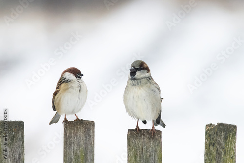 two funny Sparrow sitting on an old wooden fence and looking at each other