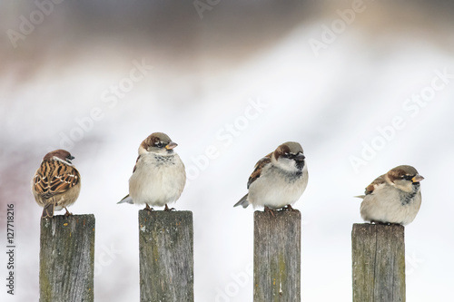 four funny birds Sparrow sitting on an old wooden fence and looking in differ...