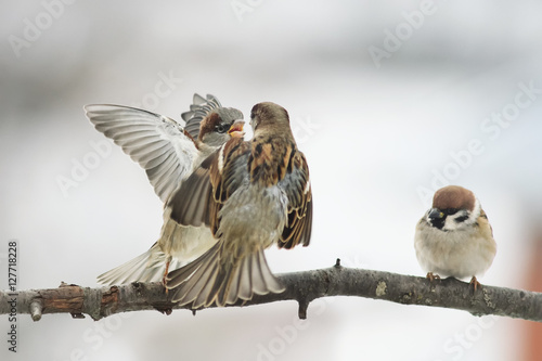 three birds Sparrow argue on the branch flapping the wings