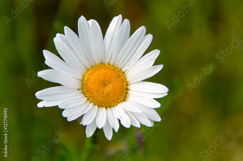 The little white Flower on the green Grass