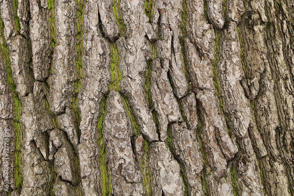 The texture of a thick tree bark The texture of a thick tree bark