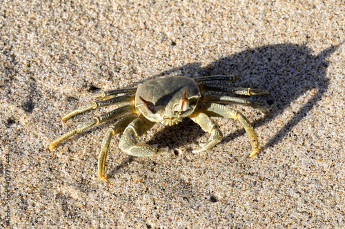 crab at the beach, Madagascar