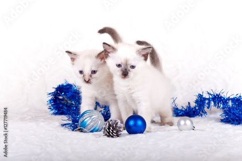 Fotografie Siamese kittens with Christmas balls