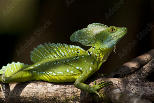 Basilisco verde, Costa Rica