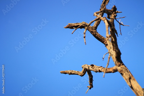 dead branch © Panya