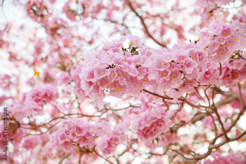 Pink trumpet flower. Pink trumpet flower.
