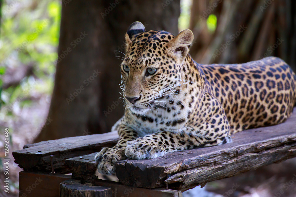 Fototapeta premium Tiger on the timber.