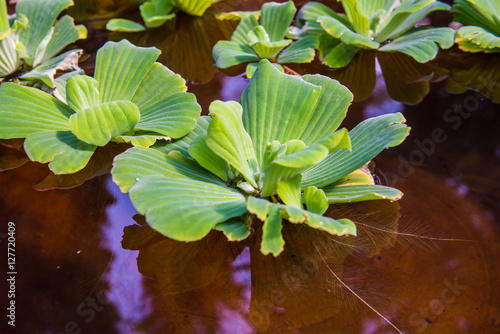 Duckweed in basin photo