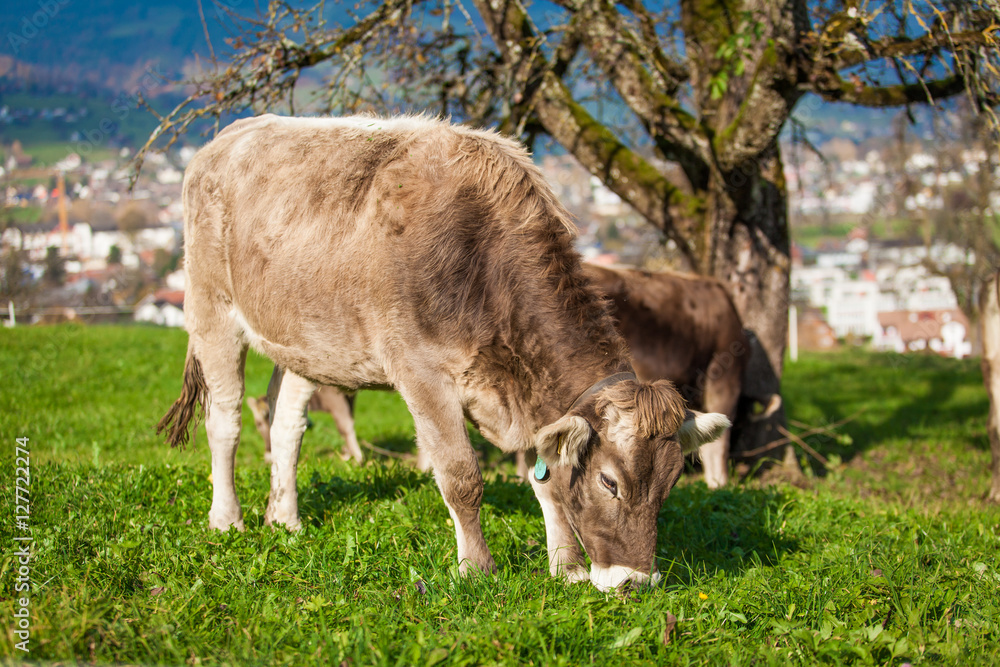 cow on a green summer meadow. Cows on a green field. Swiss cow cow on a green summer meadow. Cows on a green field. Swiss cow