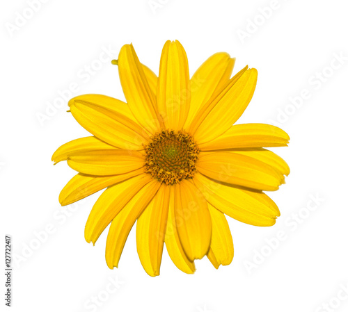Yellow flower isolated on white, natural calendula