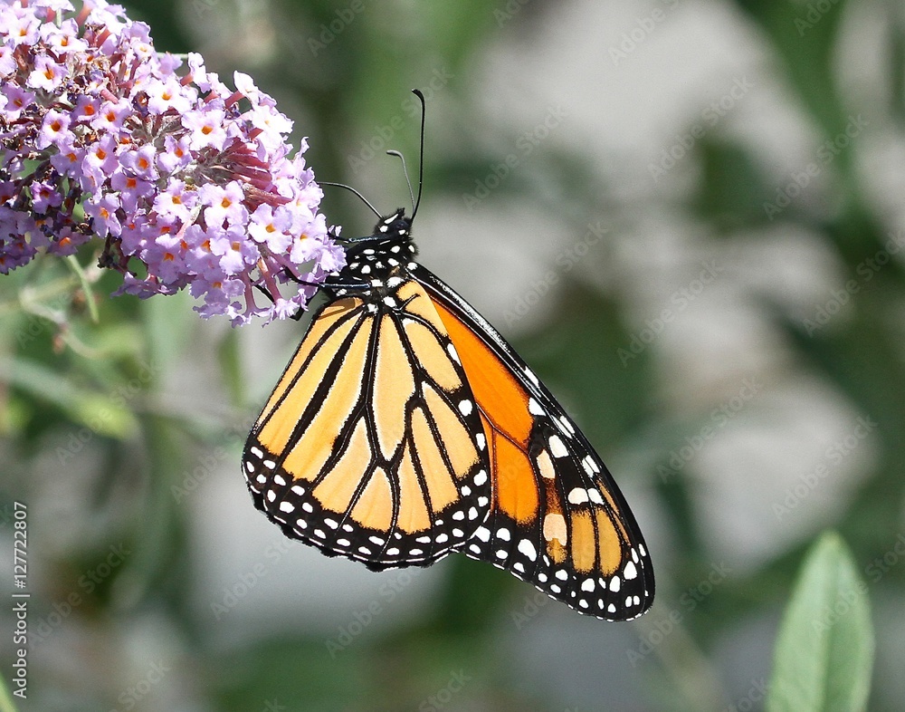 Fototapeta premium Monarch's Last Days