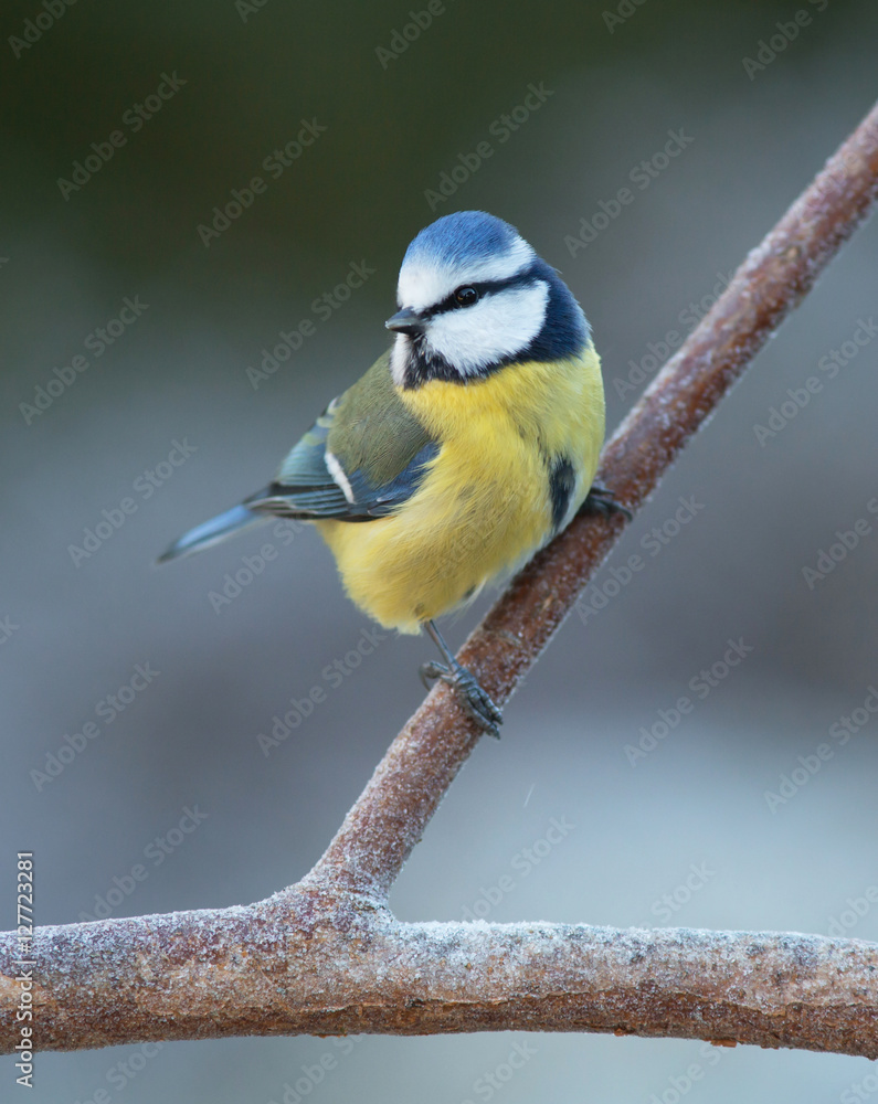Naklejka premium Blue tit on branch