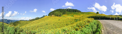 Mexican sunflower on the hill at Mae Hong Sorn ,Thailand.