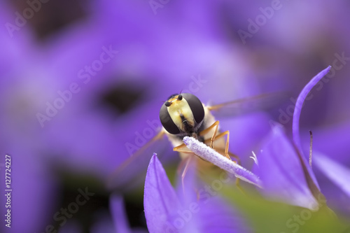 Marmalade hoverfly photo