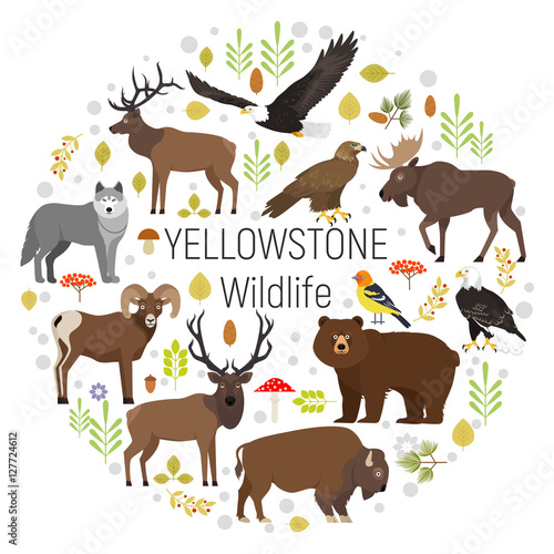 Circle vector set of plants and Yellowstone National Park animals grizzly, moose, elk, bear, wolf, golden eagle, bison, bighorn sheep, bald eagle, western tanager, isolated on transparent background © varfolomeija