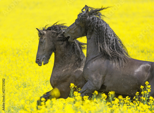 Two Friesian stallions playing together.