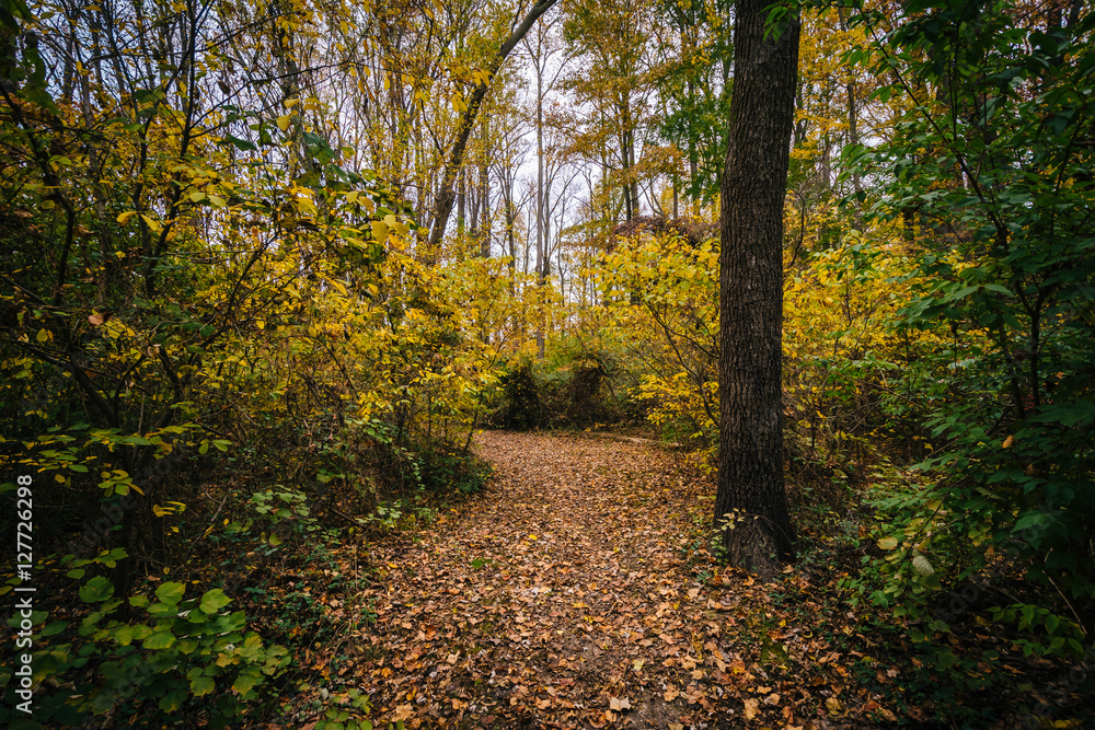 Autumn color along a trail at Wye Island, Maryland. Autumn color along a trail at Wye Island, Maryland.