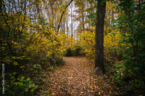Autumn color along a trail at Wye Island, Maryland. © jonbilous