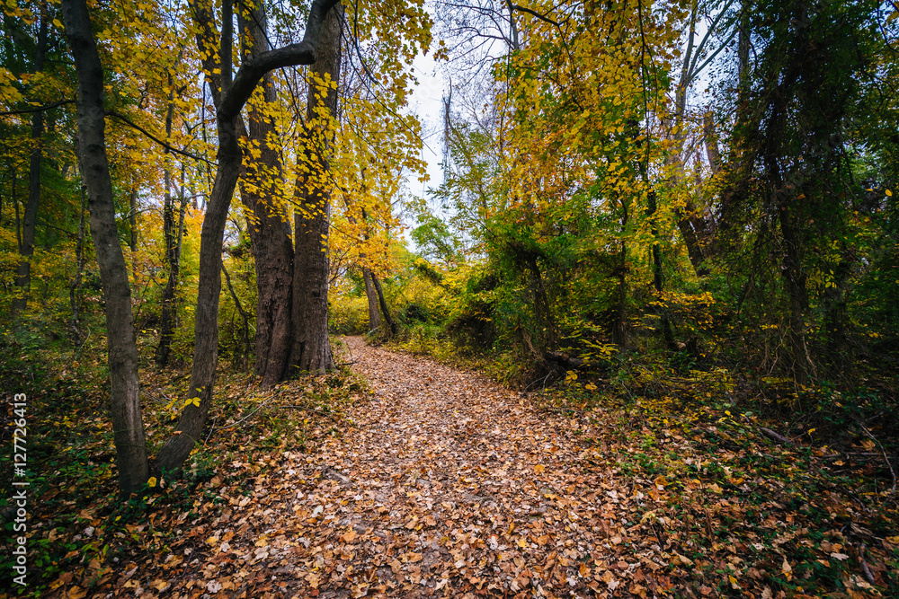 Autumn color along a trail at Wye Island, Maryland. Autumn color along a trail at Wye Island, Maryland.